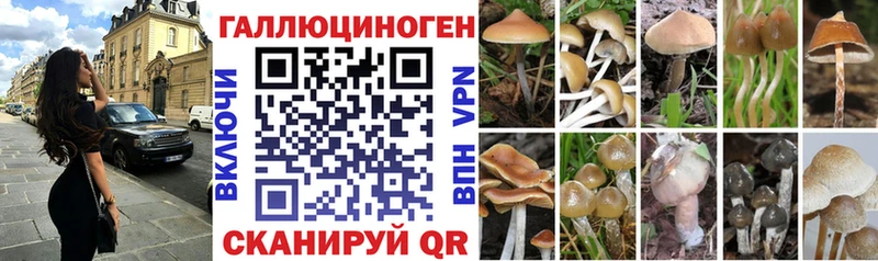 купить наркотик  Вельск  Псилоцибиновые грибы Psilocybine cubensis 